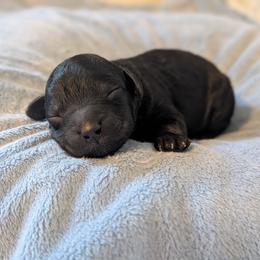 John Snow - Black male Goldendoodle puppy in Rockledge, Florida from Bellady's Shihpoos