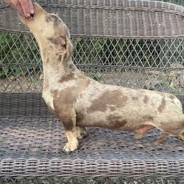 Chip - Dachshund