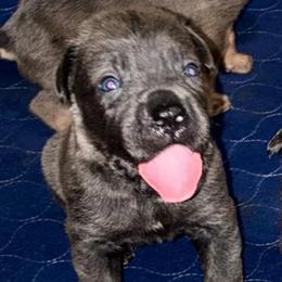 Girl 1 - Gray female Cane Corso puppy in Sienna, Texas from Robinson Elite Corsos