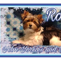 Rodeo - Black tan and white Biewer Terrier puppy in Yelm, Washington from Yelm Biewers
