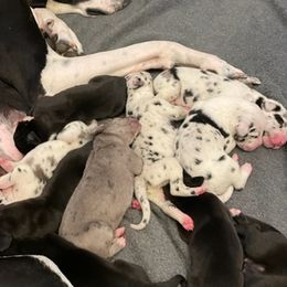 Great Danes from Greene’s Greats
