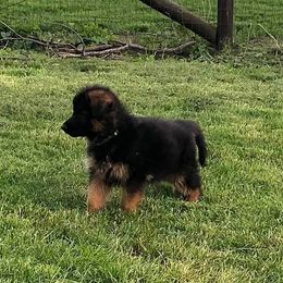German Shepherd Puppies from Carrithers Kennels