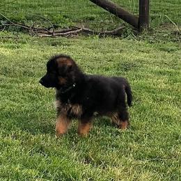 German Shepherd Puppies from Carrithers Kennels