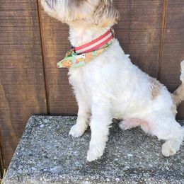 JR - Russell Terrier
