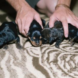 Heideterrier Puppies from German Heideterriers USA