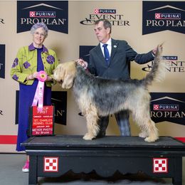 Otterhound All Grown Up from Con Cara Kennels