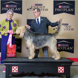 Otterhound All Grown Up from Con Cara Kennels