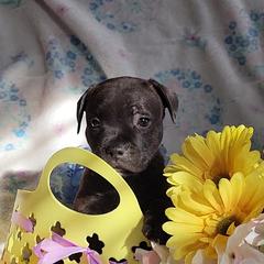 Staffordshire Bull Terrier Puppies from Lone Star Staffs