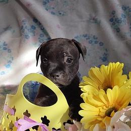 Staffordshire Bull Terrier Puppies from Lone Star Staffs