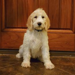 Lucy - Caramel cream Labradoodle puppy in Weatherford, Texas from Oodles of poodles and doodles