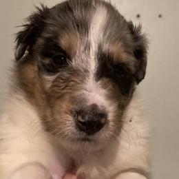 Luke - Collie puppy from Medicine Wheel Farms and Kennels