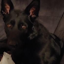 German Shepherds from Airo Heart Shepherds