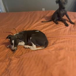 Italian Greyhound Puppies from Fisher Link