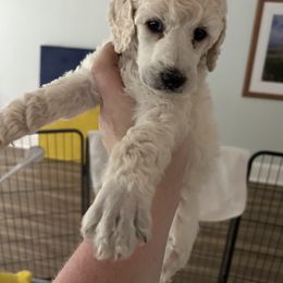 Chinese Crested and Poodle Puppies from Mindy Dobrow's Chinese Crested Puppies and standard poodles