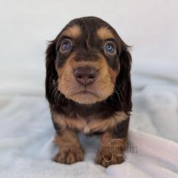 Boy 2 - Chocolate and tan male Dachshund puppy in San Diego, California from Sweetheart Doxies LLC