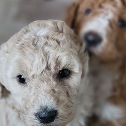 Goldendoodle Puppies from Americana Paws