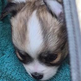 Dal Traven - Sable spotted white male Chihuahua puppy in Amelia, Virginia from Pannell’s Precious Pups