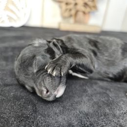 Galaxy - Black male Poodle puppy in Doerun, Georgia from Twig & Tail Puppies