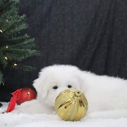Great Pyrenees Puppies from Imac Great Pyrenees