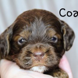 Coach - Brown and tan male Cockapoo puppy in Perry, Arkansas from Parker's Cockapoos