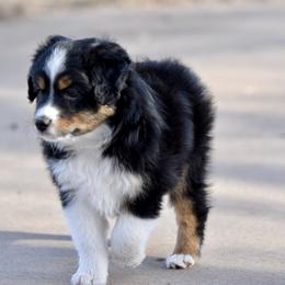 Boots - Black tri male Toy Australian Shepherd puppy in Wichita Falls, Texas from Shooting Stars Ranch Toy and Mini Aussies