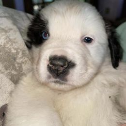 Saint Bernard Puppies from Nibbles Creek