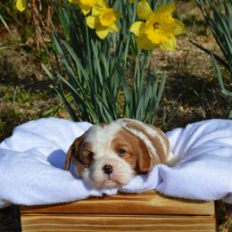 AKC Girl 2 - Blenheim female Cavalier King Charles Spaniel puppy in Resaca, Georgia from Freeman's Royal Cavaliers