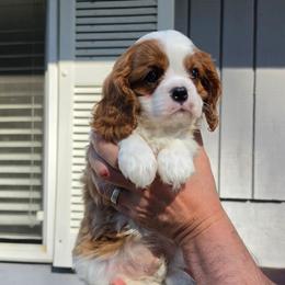 Felix - Blenheim male Cavalier King Charles Spaniel puppy in Bonney Lake, Washington from House of Happy Cavaliers