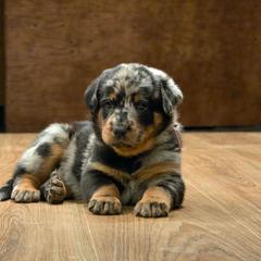 Carousel (Dark Pink) - Harlequin female Beauceron puppy in Medina, Ohio from Beaucerons Des Vents