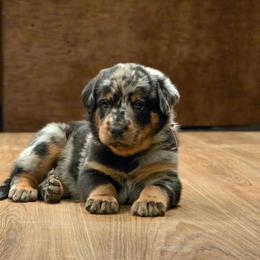 Carousel (Dark Pink) - Harlequin female Beauceron puppy in Medina, Ohio from Beaucerons Des Vents