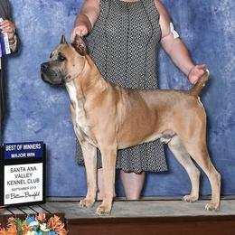 Player - Cane Corso