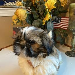 Boy 2 Teddy - Tricolor male Shih Tzu puppy in Troy, Michigan from "Shihtzu Best Friend"
