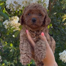 Sunny - Red male Assorted Doodle Crosses puppy in Yuba City, California from Lucky Day Doodles