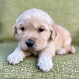 Winter Park- black collar - Golden male Golden Retriever puppy in Colorado Springs, Colorado from Mercy Mountain Bernedoodles