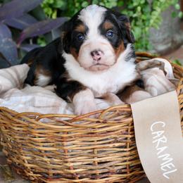 Caramel - Tri-color female Bernedoodle puppy in Lancaster, Pennsylvania from Homestead Bernedoodles