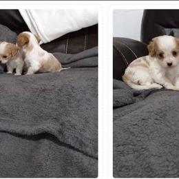 Cavachon and Poodle Puppies from My Furry Friends
