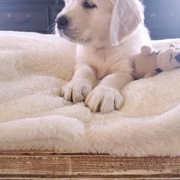 Cavalier King Charles Spaniel and Golden Retriever Puppies from SelahGold