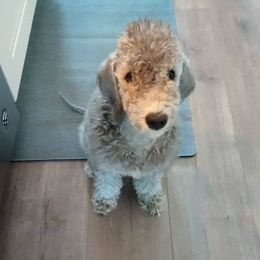 Bedlington Terriers from Northstar Bedlingtons