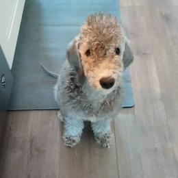 Bedlington Terriers from Northstar Bedlingtons