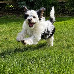 Stella - Tri-color female Cavapoo puppy in Saratoga Springs, Utah from Joyler Puppies
