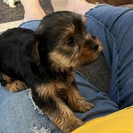 Yorkshire Terrier Puppies from Paw-Perfect Palace