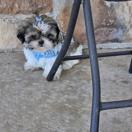 Cowboy - Brindle and white male Shih Tzu puppy in Vernon, Texas from Fru Fru's Shih Tzus