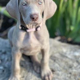 Weimaraner Puppies from Moonstone Weimaraners