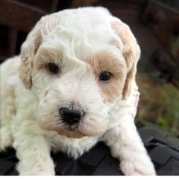 Ice - Parti male Goldendoodle puppy in Cherry Tree, Pennsylvania from Plum Creek Acres Next Generation