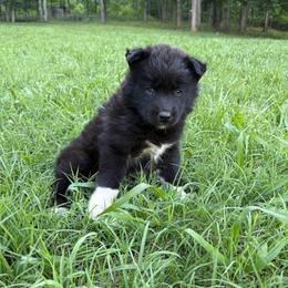 Girl 1 - Black female Siberian Husky puppy in Jonesborough, Tennessee from Dry Creek Siberians