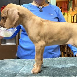 Rhodesian Ridgeback Puppies from Courage Rhodesian Ridgebacks