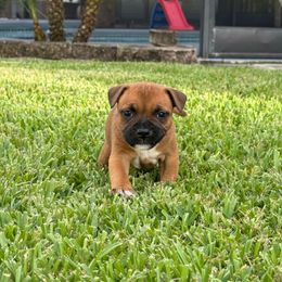 Boy 4 (slate blue) - Red and white male Staffordshire Bull Terrier puppy in Lakeland, Florida from English Creek Staffords