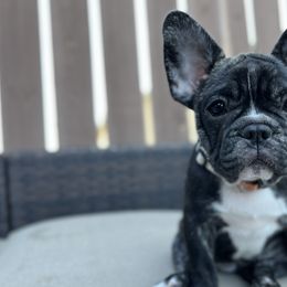 Sally - Brindle French Bulldog puppy in Utah from A Cute Pair of Frenchies