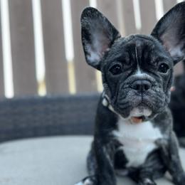 Sally - Brindle French Bulldog puppy in Utah from A Cute Pair of Frenchies