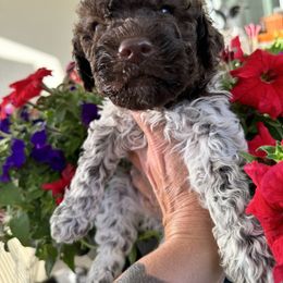 Lagotto Romagnolo Puppies from Anna’s Lagottos